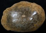 Polished Fossil Coral Head - Morocco #35359-1